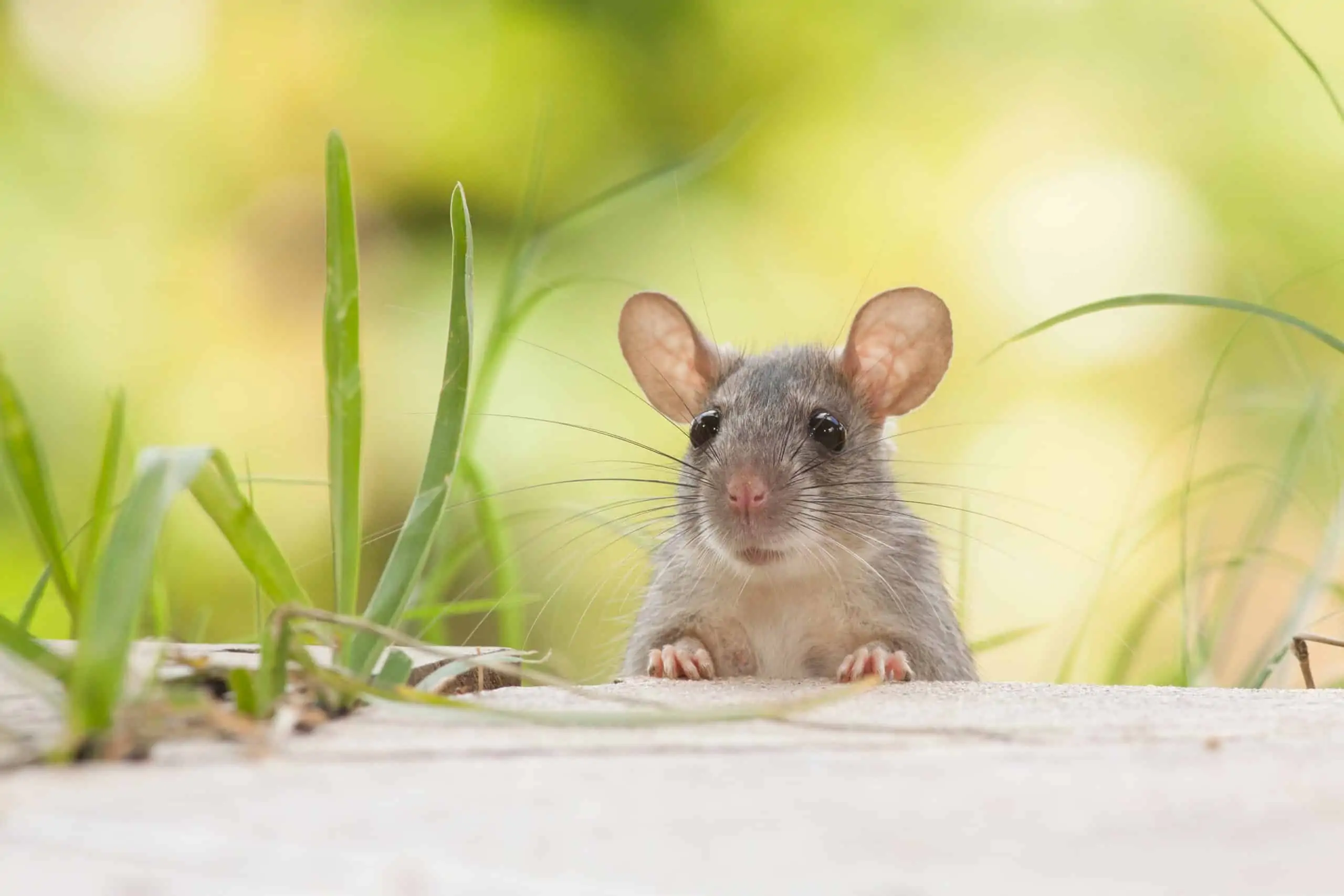Sanjarica miš, što znači sanjati miša