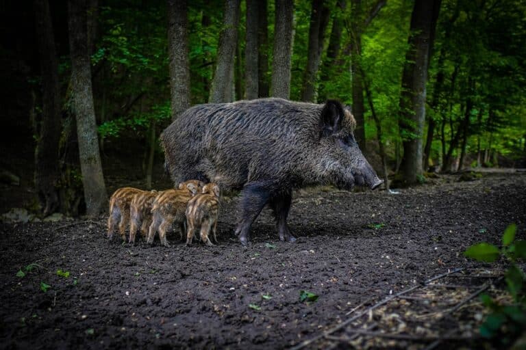 Vepar Sta Znaci Sanjati Divlju Svinju