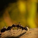 mravlja kiselina