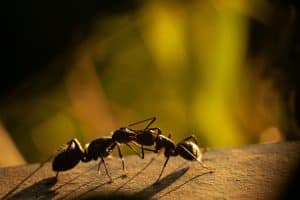 mravla kiselina